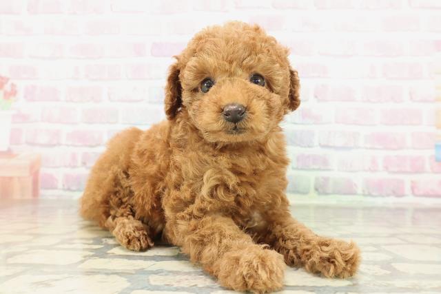 群馬県のトイプードル(トイ) (Coo&RIKU伊勢崎店/2026年2月3日生まれ/女の子/レッド)の子犬の3枚目の画像