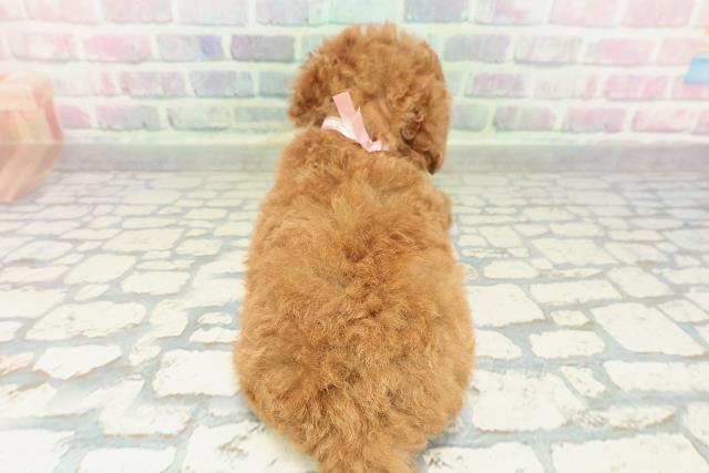 群馬県のトイプードル(トイ) (Coo&RIKU伊勢崎店/2026年2月3日生まれ/女の子/レッド)の子犬の4枚目の画像