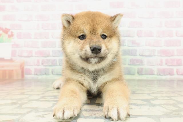 茨城県の柴犬(標準サイズ) (Coo&RIKU筑西店/2026年2月3日生まれ/男の子/赤)の子犬の1枚目の画像