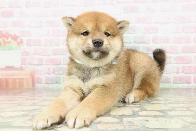 茨城県の柴犬(標準サイズ) (Coo&RIKU筑西店/2026年2月3日生まれ/男の子/赤)の子犬の2枚目の画像