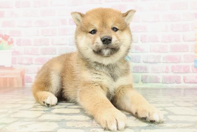 茨城県の柴犬(標準サイズ) (Coo&RIKU筑西店/2026年2月3日生まれ/男の子/赤)の子犬の3枚目の画像