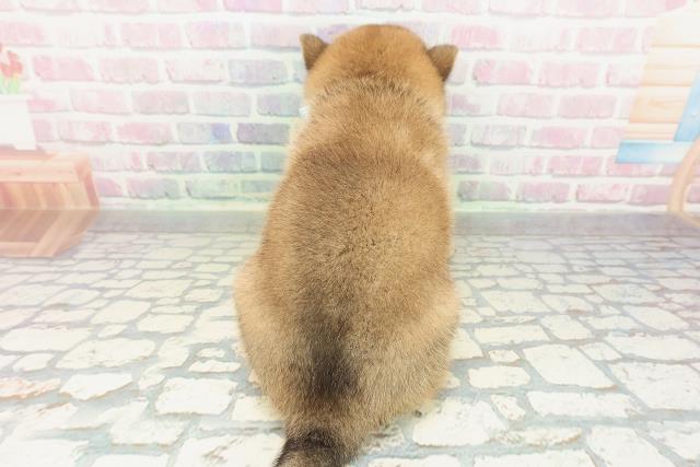 茨城県の柴犬(標準サイズ) (Coo&RIKU筑西店/2026年2月3日生まれ/男の子/赤)の子犬の4枚目の画像