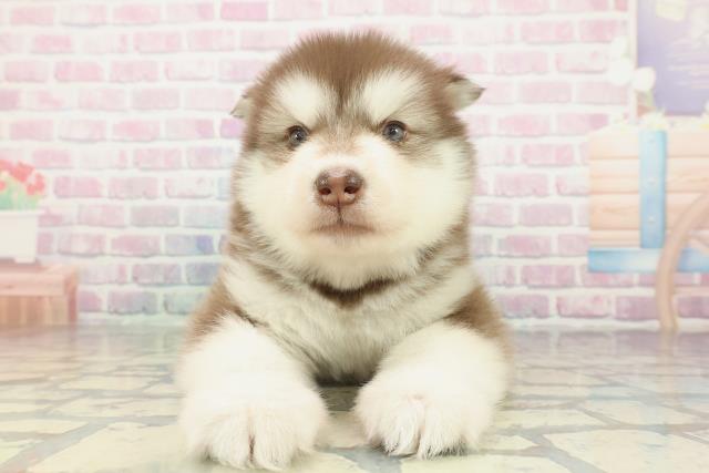 大阪府のアラスカンマラミュート (Coo&RIKU東大阪店/2026年2月1日生まれ/男の子/ブラウンホワイト)の子犬の1枚目の画像