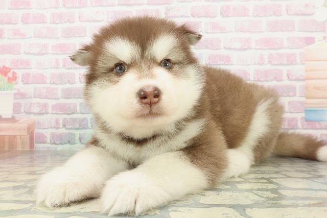 大阪府のアラスカンマラミュート (Coo&RIKU東大阪店/2026年2月1日生まれ/男の子/ブラウンホワイト)の子犬の2枚目の画像