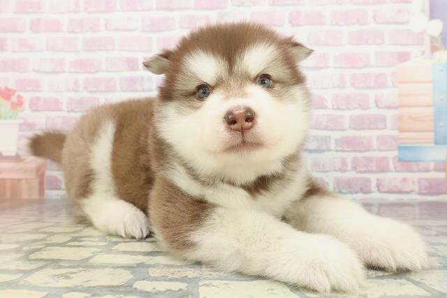 大阪府のアラスカンマラミュート (Coo&RIKU東大阪店/2026年2月1日生まれ/男の子/ブラウンホワイト)の子犬の3枚目の画像