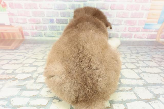 大阪府のアラスカンマラミュート (Coo&RIKU東大阪店/2026年2月1日生まれ/男の子/ブラウンホワイト)の子犬の4枚目の画像