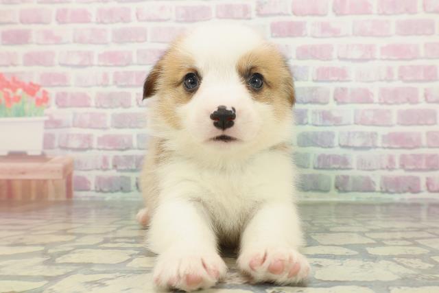 ウェルシュ・コーギー・ペンブローク