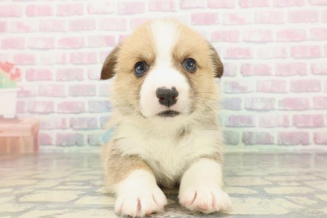 ウェルシュ・コーギー・ペンブローク