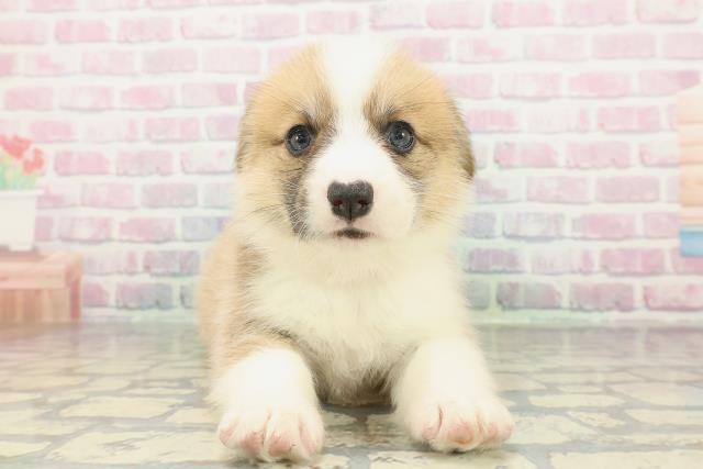 ウェルシュ・コーギー・ペンブローク