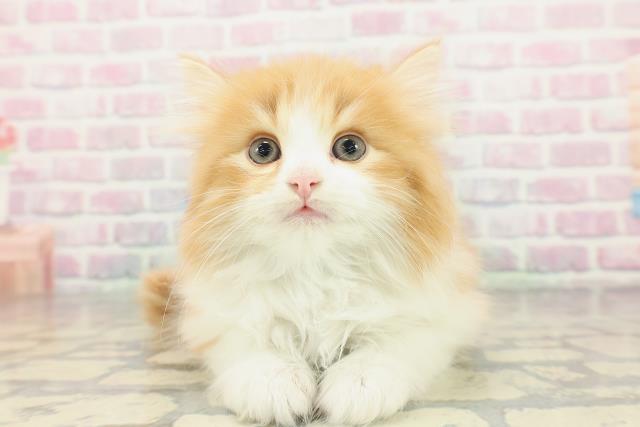 東京都のサイベリアン (Coo&RIKU新宿三丁目店/2026年2月2日生まれ/男の子/レッドタビーホワイト)の子猫