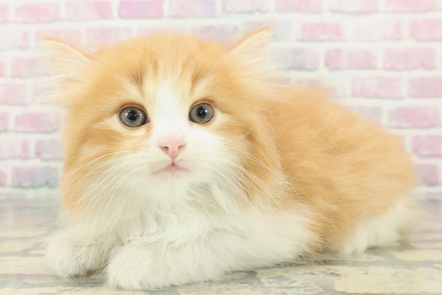 東京都のサイベリアン (Coo&RIKU新宿三丁目店/2026年2月2日生まれ/男の子/レッドタビーホワイト)の子猫の2枚目の画像