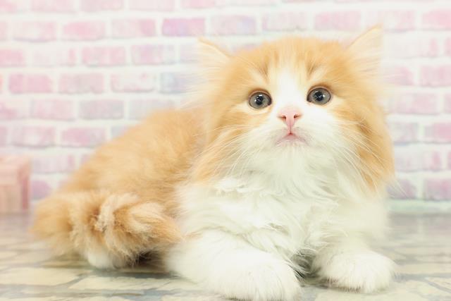 東京都のサイベリアン (Coo&RIKU新宿三丁目店/2026年2月2日生まれ/男の子/レッドタビーホワイト)の子猫の3枚目の画像