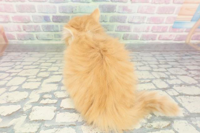 東京都のサイベリアン (Coo&RIKU新宿三丁目店/2026年2月2日生まれ/男の子/レッドタビーホワイト)の子猫の4枚目の画像