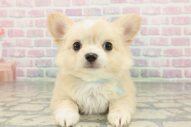 滋賀県のチワワ(ロング) (Coo&RIKU長浜店/2026年2月2日生まれ/男の子/クリームホワイト)の子犬の1枚目の画像