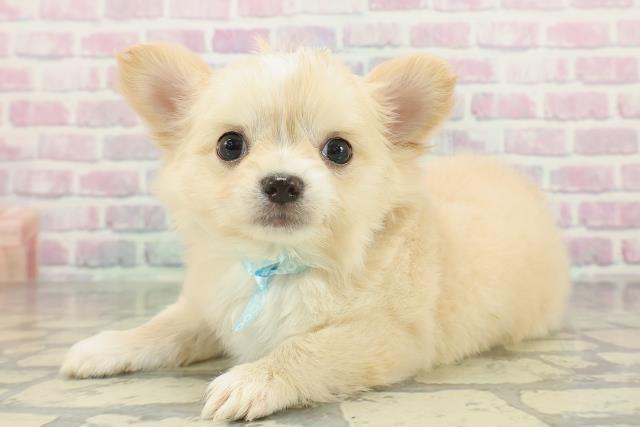 滋賀県のチワワ(ロング) (Coo&RIKU長浜店/2026年2月2日生まれ/男の子/クリームホワイト)の子犬の2枚目の画像