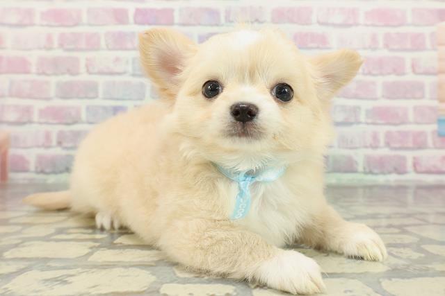 滋賀県のチワワ(ロング) (Coo&RIKU長浜店/2026年2月2日生まれ/男の子/クリームホワイト)の子犬の3枚目の画像