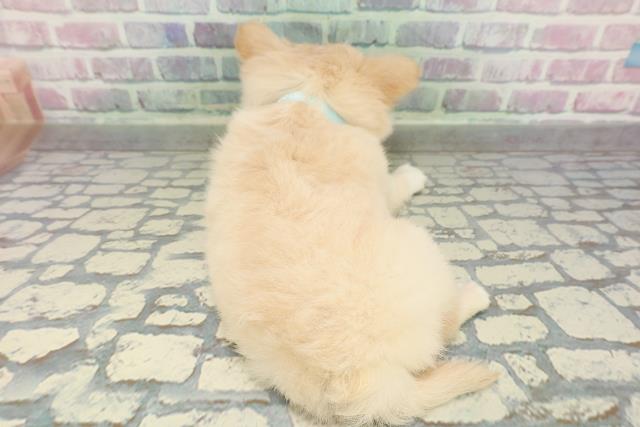 滋賀県のチワワ(ロング) (Coo&RIKU長浜店/2026年2月2日生まれ/男の子/クリームホワイト)の子犬の4枚目の画像