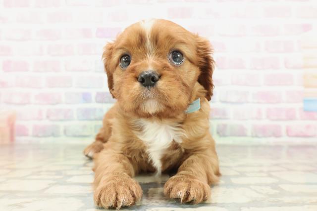 青森県のキャバリアキングチャールズスパニエル (Coo&RIKU青森店/2026年2月2日生まれ/男の子/ルビーホワイト)の子犬の1枚目の画像