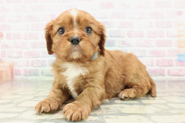 青森県のキャバリアキングチャールズスパニエル (Coo&RIKU青森店/2026年2月2日生まれ/男の子/ルビーホワイト)の子犬の2枚目の画像