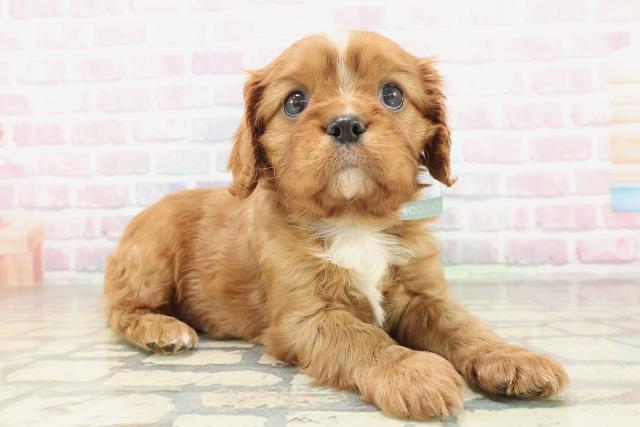 青森県のキャバリアキングチャールズスパニエル (Coo&RIKU青森店/2026年2月2日生まれ/男の子/ルビーホワイト)の子犬の3枚目の画像