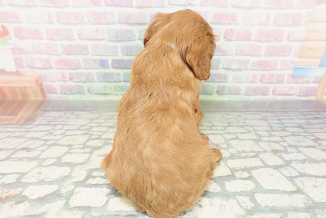 青森県のキャバリアキングチャールズスパニエル (Coo&RIKU青森店/2026年2月2日生まれ/男の子/ルビーホワイト)の子犬の4枚目の画像