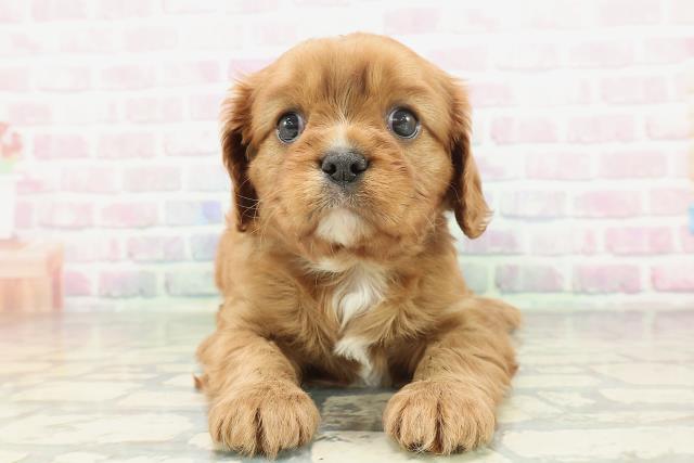 新潟県のキャバリアキングチャールズスパニエル (Coo&RIKU長岡店/2026年2月2日生まれ/男の子/ルビーホワイト)の子犬の1枚目の画像