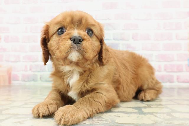 新潟県のキャバリアキングチャールズスパニエル (Coo&RIKU長岡店/2026年2月2日生まれ/男の子/ルビーホワイト)の子犬の2枚目の画像