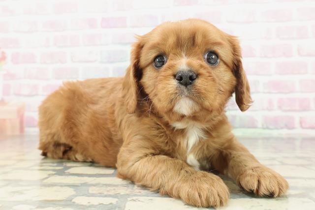 新潟県のキャバリアキングチャールズスパニエル (Coo&RIKU長岡店/2026年2月2日生まれ/男の子/ルビーホワイト)の子犬の3枚目の画像