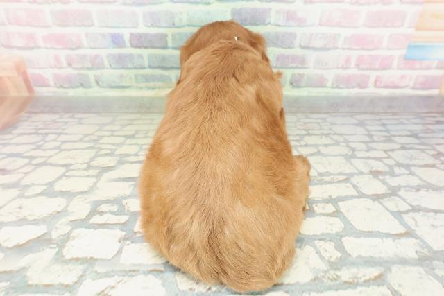 新潟県のキャバリアキングチャールズスパニエル (Coo&RIKU長岡店/2026年2月2日生まれ/男の子/ルビーホワイト)の子犬の4枚目の画像