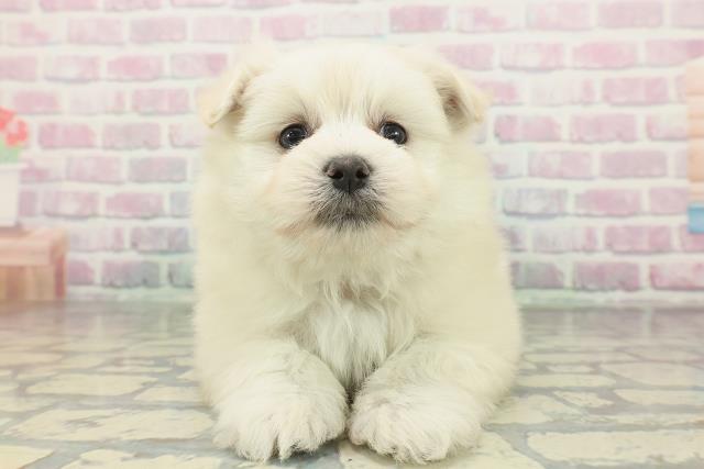 沖縄県のポメマル/マルポメ(ポメラニアン×マルチーズ) (Coo&RIKU石垣店/2026年2月2日生まれ/男の子/ホワイト)の子犬の1枚目の画像