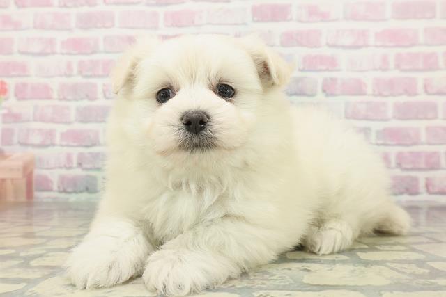 沖縄県のポメマル/マルポメ(ポメラニアン×マルチーズ) (Coo&RIKU石垣店/2026年2月2日生まれ/男の子/ホワイト)の子犬の2枚目の画像