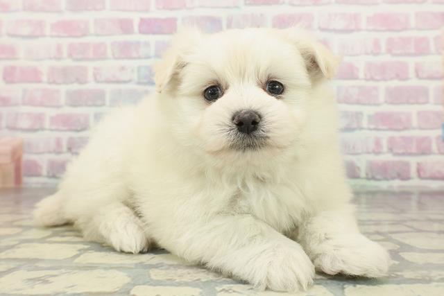 沖縄県のポメマル/マルポメ(ポメラニアン×マルチーズ) (Coo&RIKU石垣店/2026年2月2日生まれ/男の子/ホワイト)の子犬の3枚目の画像