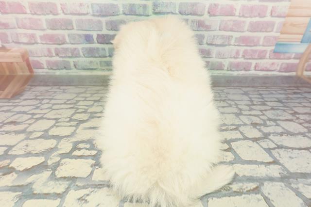 沖縄県のポメマル/マルポメ(ポメラニアン×マルチーズ) (Coo&RIKU石垣店/2026年2月2日生まれ/男の子/ホワイト)の子犬の4枚目の画像