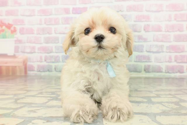 神奈川県のマルプー(マルチーズ×プードル) (Coo&RIKU日吉店/2026年2月1日生まれ/男の子/アプリコットホワイト)の子犬の1枚目の画像