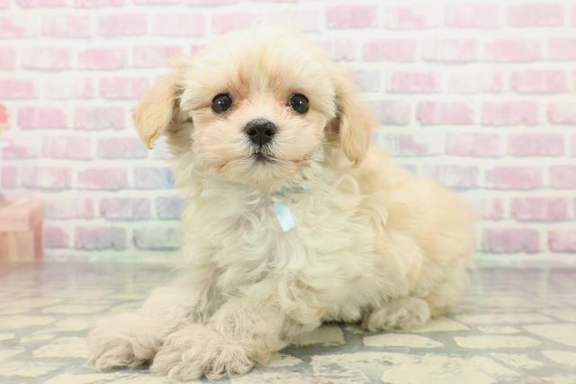 神奈川県のマルプー(マルチーズ×プードル) (Coo&RIKU日吉店/2026年2月1日生まれ/男の子/アプリコットホワイト)の子犬の2枚目の画像