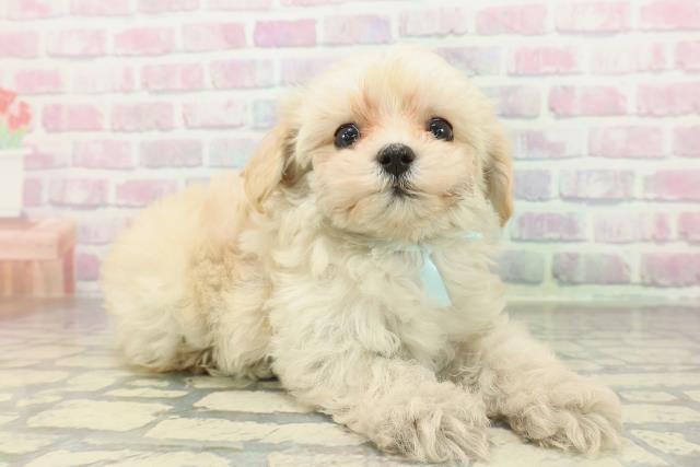 神奈川県のマルプー(マルチーズ×プードル) (Coo&RIKU日吉店/2026年2月1日生まれ/男の子/アプリコットホワイト)の子犬の3枚目の画像