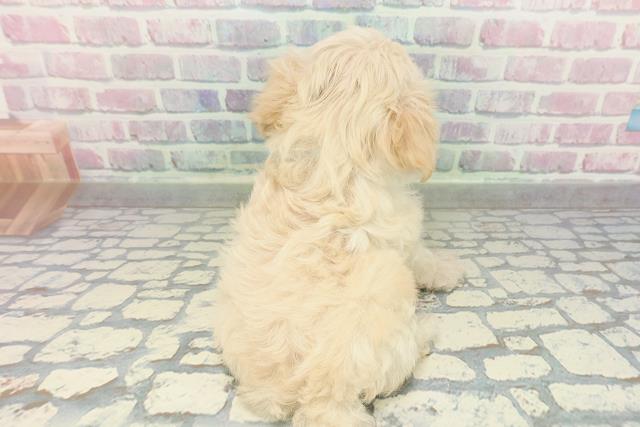 神奈川県のマルプー(マルチーズ×プードル) (Coo&RIKU日吉店/2026年2月1日生まれ/男の子/アプリコットホワイト)の子犬の4枚目の画像