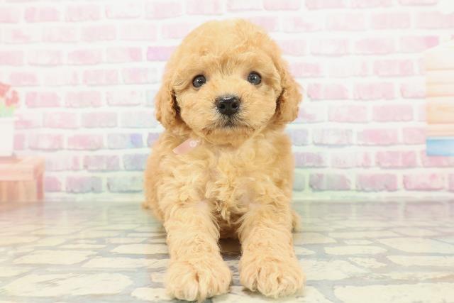 群馬県のビションプー(ビションフリーゼ×プードル) (Coo&RIKU前橋店/2026年2月2日生まれ/女の子/アプリコット)の子犬の1枚目の画像