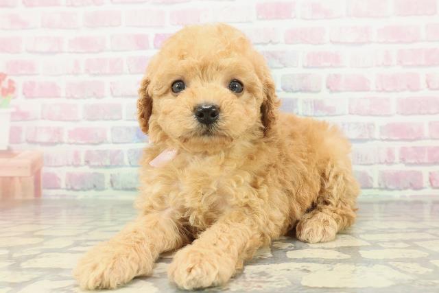 群馬県のビションプー(ビションフリーゼ×プードル) (Coo&RIKU前橋店/2026年2月2日生まれ/女の子/アプリコット)の子犬の2枚目の画像