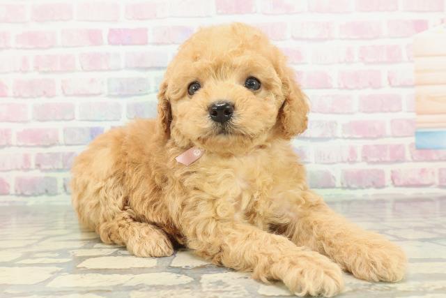 群馬県のビションプー(ビションフリーゼ×プードル) (Coo&RIKU前橋店/2026年2月2日生まれ/女の子/アプリコット)の子犬の3枚目の画像