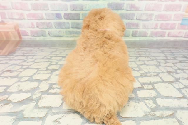 群馬県のビションプー(ビションフリーゼ×プードル) (Coo&RIKU前橋店/2026年2月2日生まれ/女の子/アプリコット)の子犬の4枚目の画像