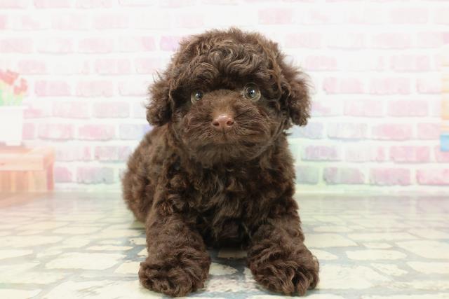 沖縄県のトイプードル(トイ) (Coo&RIKUイオン北谷店/2026年2月2日生まれ/男の子/ブラウン)の子犬の1枚目の画像