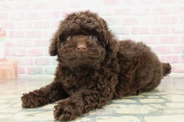 沖縄県のトイプードル(トイ) (Coo&RIKUイオン北谷店/2026年2月2日生まれ/男の子/ブラウン)の子犬の2枚目の画像