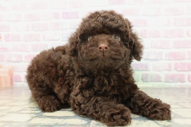 沖縄県のトイプードル(トイ) (Coo&RIKUイオン北谷店/2026年2月2日生まれ/男の子/ブラウン)の子犬の3枚目の画像