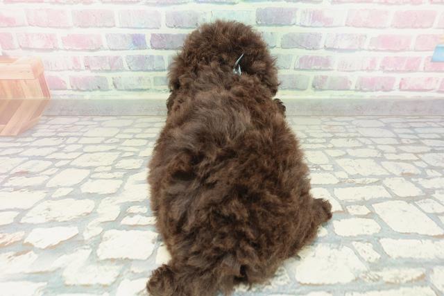 沖縄県のトイプードル(トイ) (Coo&RIKUイオン北谷店/2026年2月2日生まれ/男の子/ブラウン)の子犬の4枚目の画像