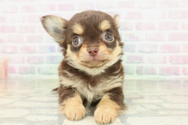 神奈川県のチワワ(ロング) (Coo&RIKU横浜旭店/2026年2月3日生まれ/男の子/チョコレートタン)の子犬の1枚目の画像