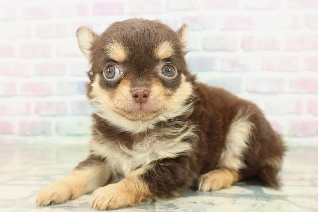 神奈川県のチワワ(ロング) (Coo&RIKU横浜旭店/2026年2月3日生まれ/男の子/チョコレートタン)の子犬の2枚目の画像