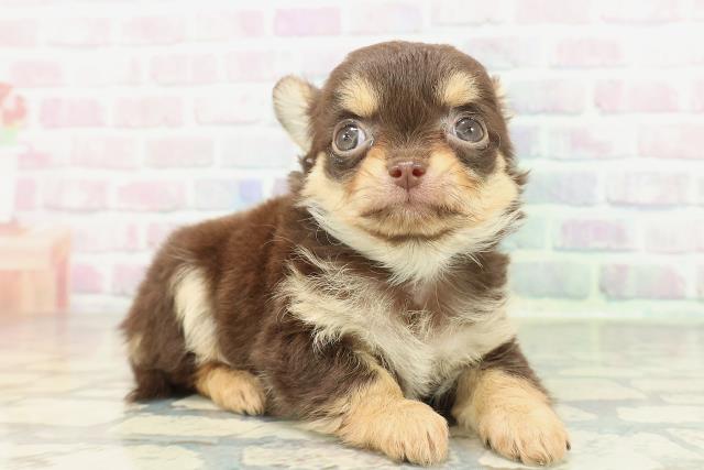 神奈川県のチワワ(ロング) (Coo&RIKU横浜旭店/2026年2月3日生まれ/男の子/チョコレートタン)の子犬の3枚目の画像