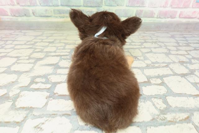 神奈川県のチワワ(ロング) (Coo&RIKU横浜旭店/2026年2月3日生まれ/男の子/チョコレートタン)の子犬の4枚目の画像