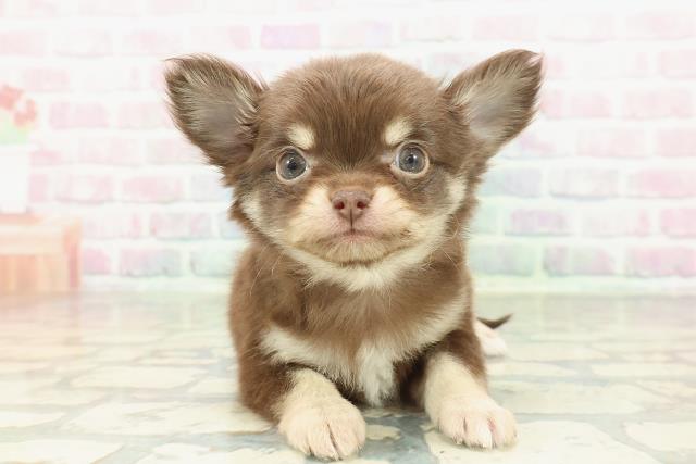 東京都のチワワ(ロング) (Coo&RIKU広尾店/2026年2月3日生まれ/女の子/チョコレートタン)の子犬